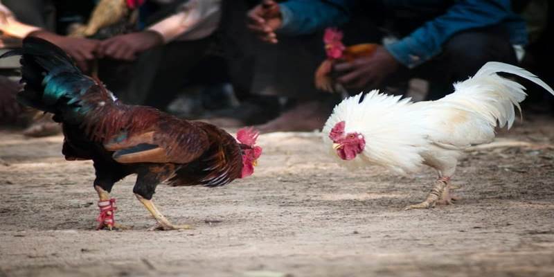 Khái niệm đá gà Campuchia